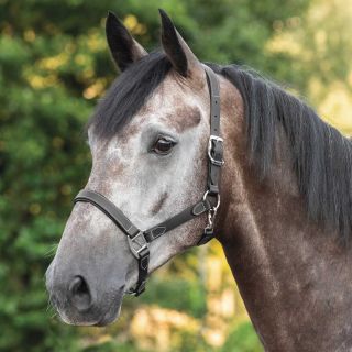USG Reitsport Tekna Halfter soft unterlegt schwarz Pony