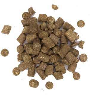 Ruppiner Luzernecobs